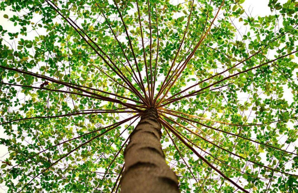 Comment capter l'énergie des arbres